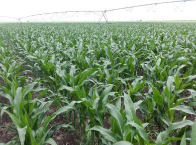 Cultura de porumb irigat in fenofaza de 8 frunze