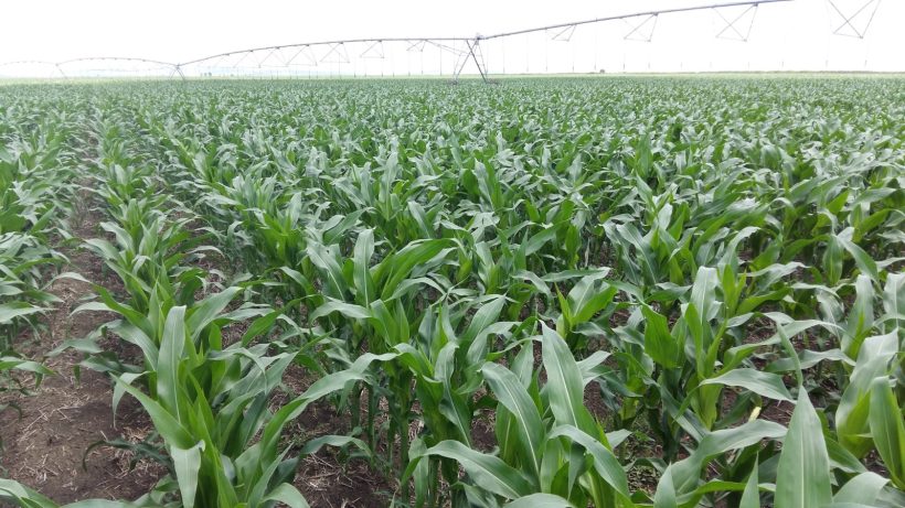 Cultura de porumb irigat in fenofaza de 8 frunze